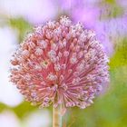 Allium 