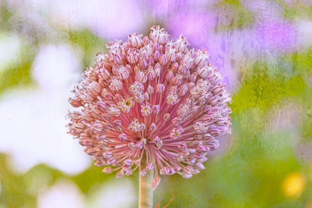 Allium 