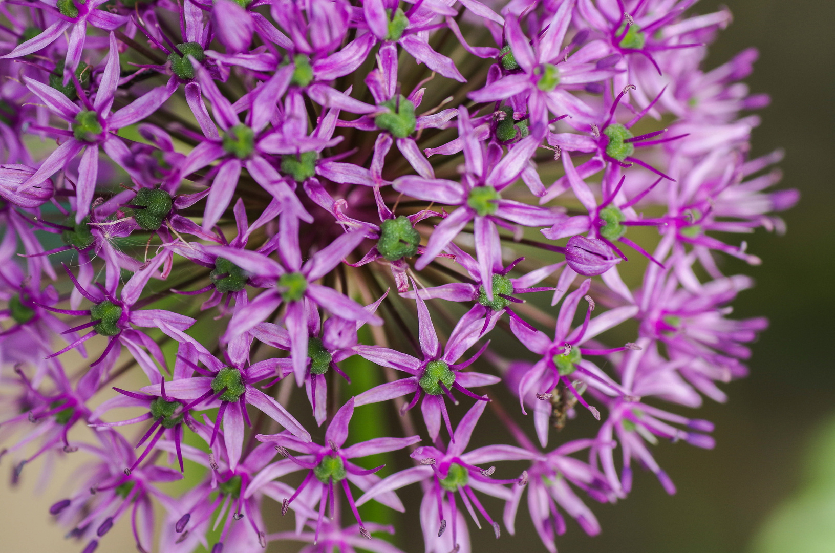 Allium