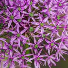 Allium