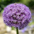 Allium