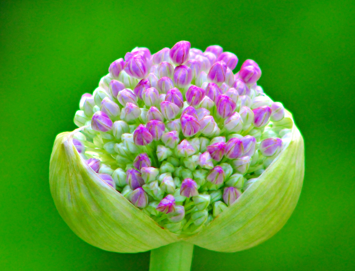 Allium