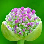 Allium