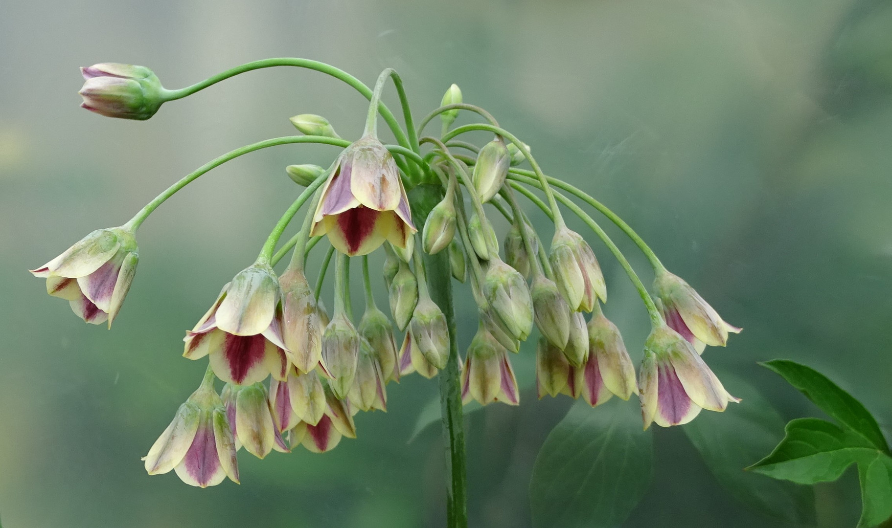 Allium Foto & Bild natur, pflanzen, blüten Bilder auf