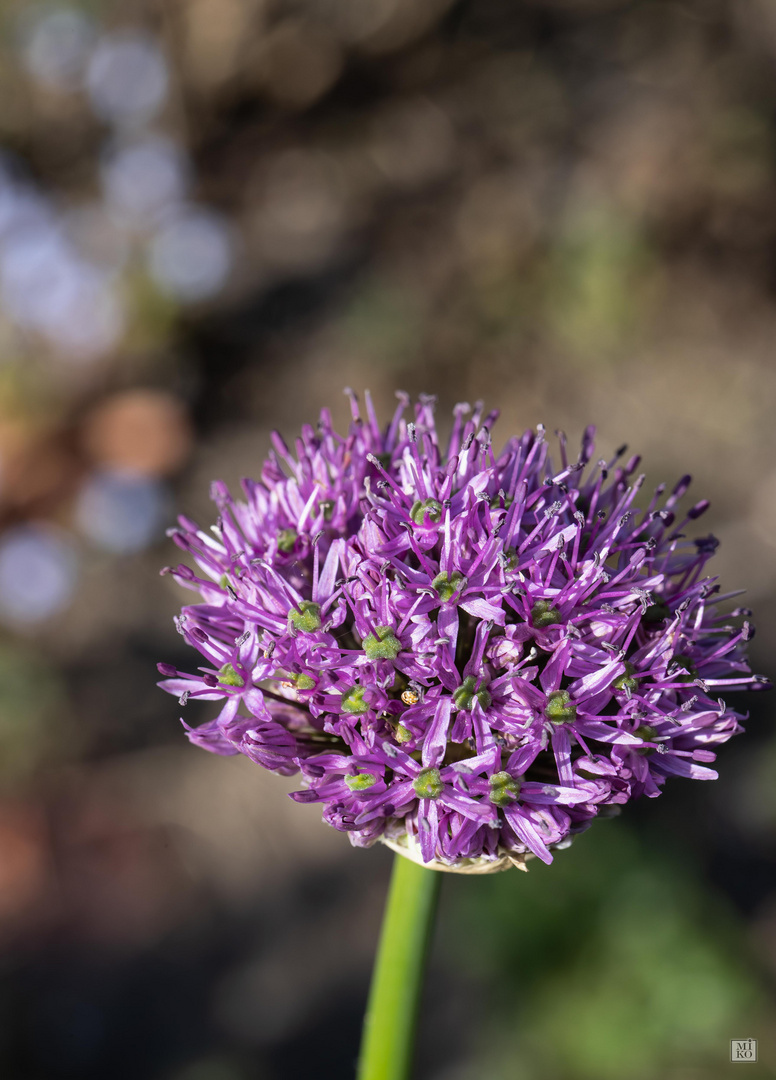 Allium