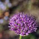 Allium