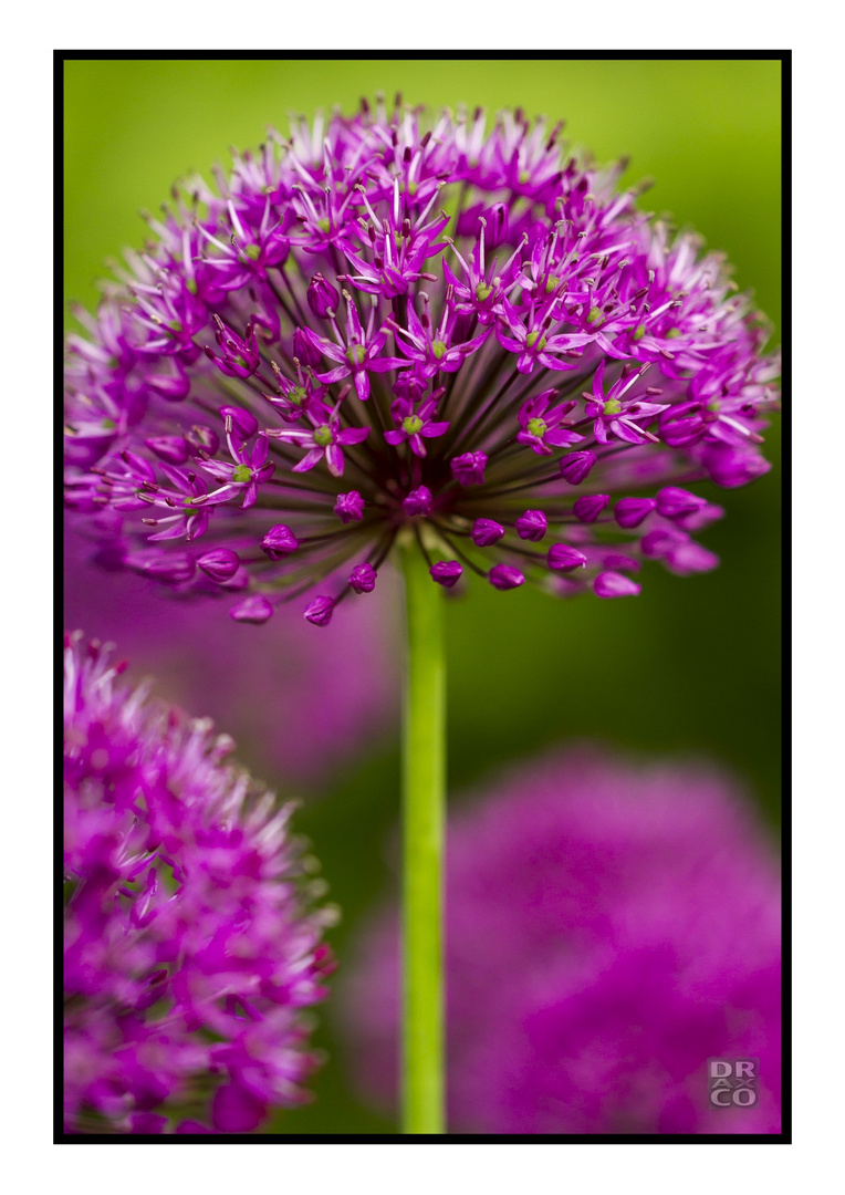 Allium