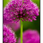 Allium