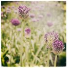 Allium