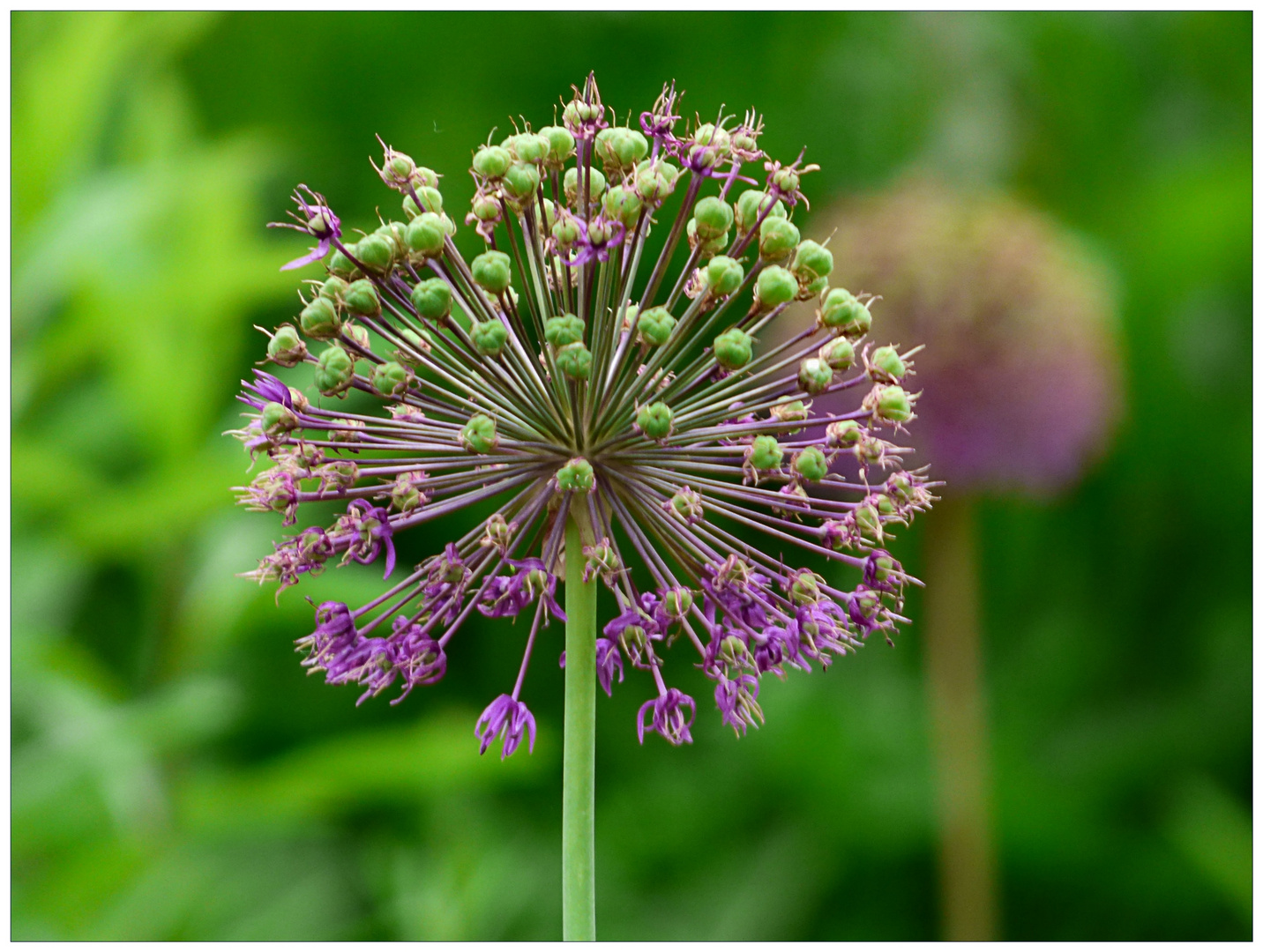 Allium