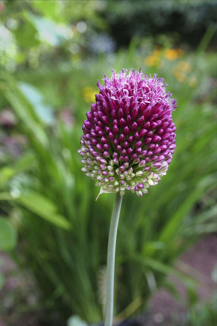 Allium