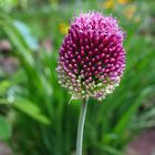 Allium