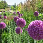 Allium