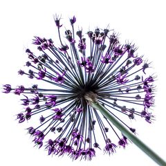 Allium