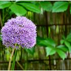 Allium