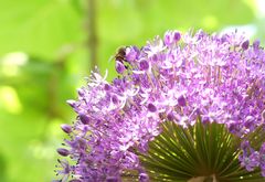 Allium