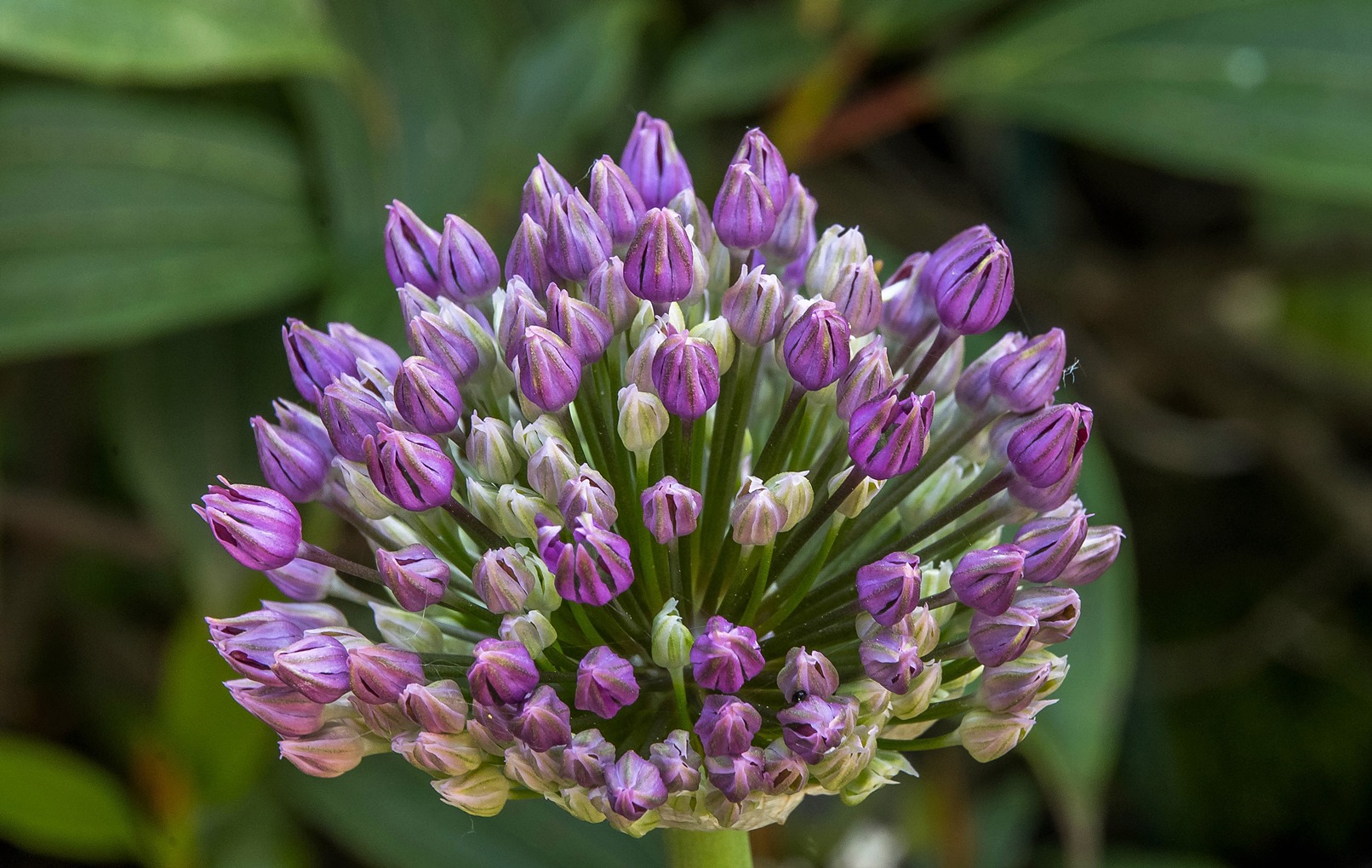 Allium