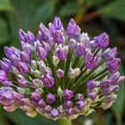 Allium