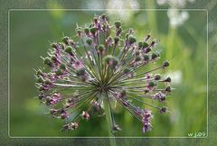 allium