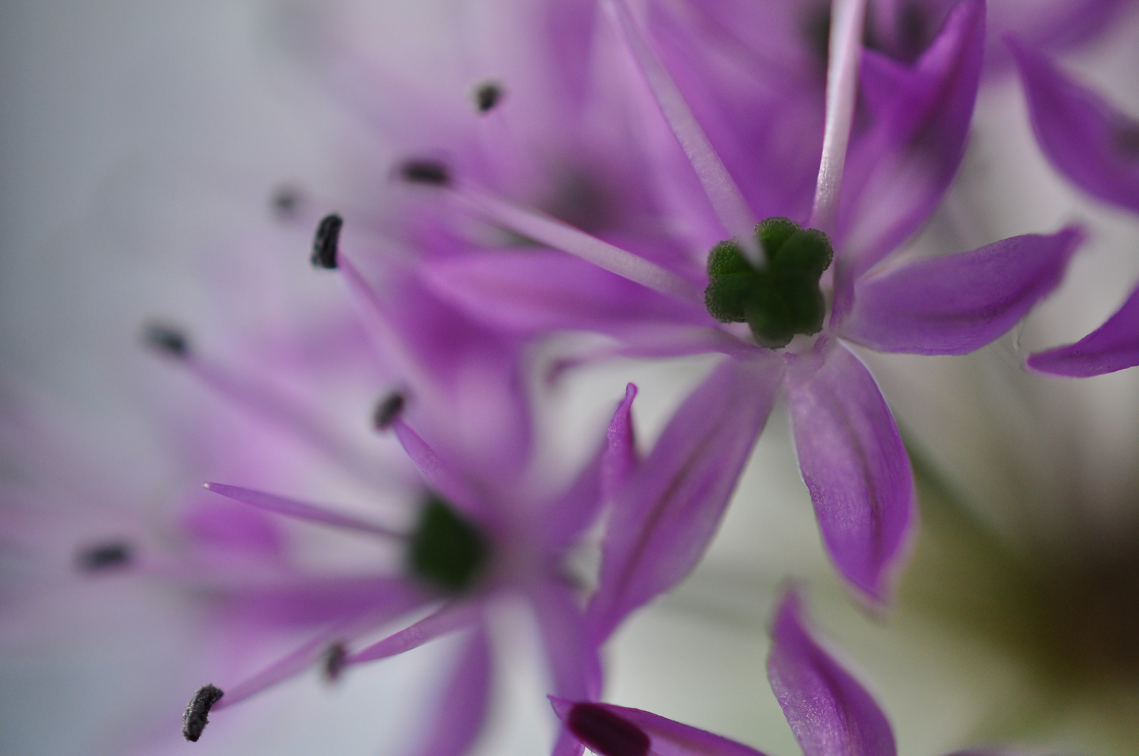 allium