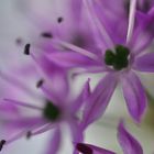 allium