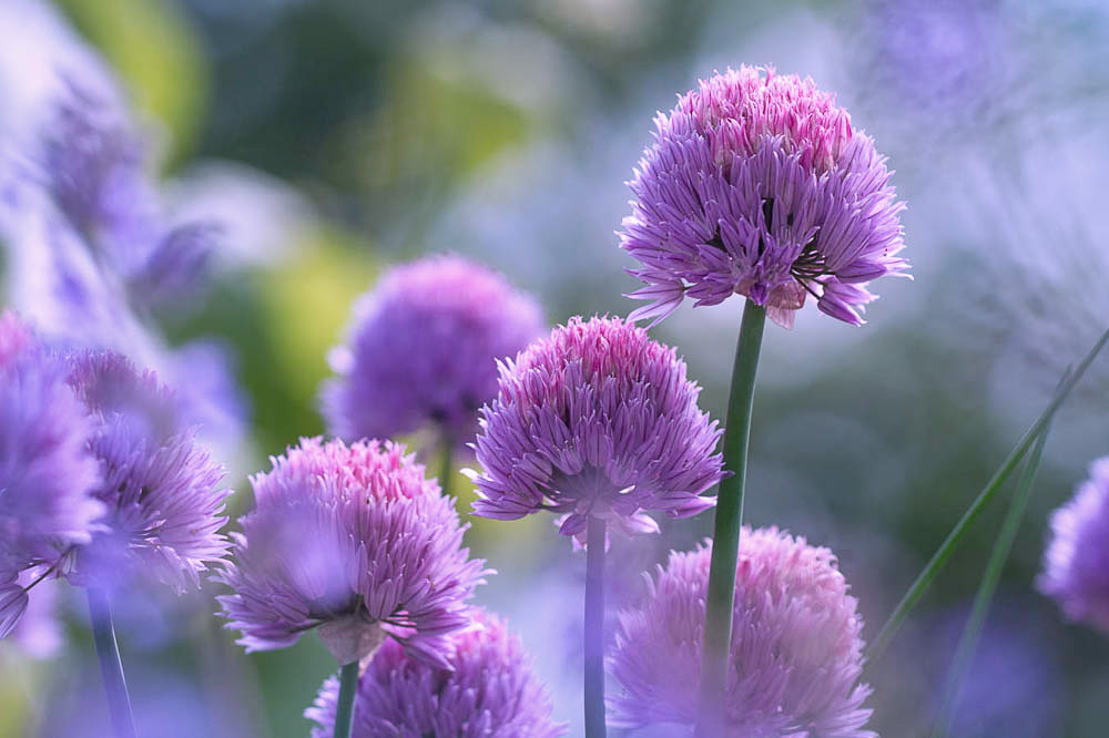 Allium