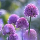 Allium