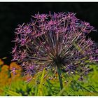 Allium