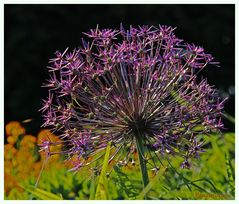 Allium