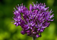 Allium