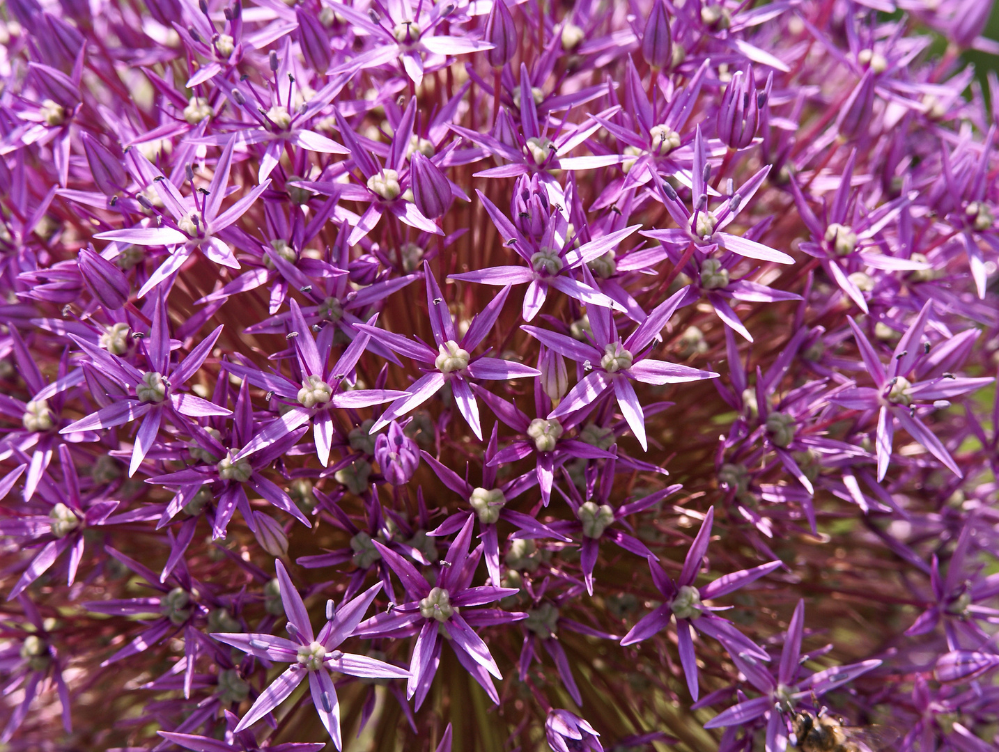 Allium