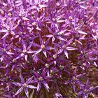 Allium