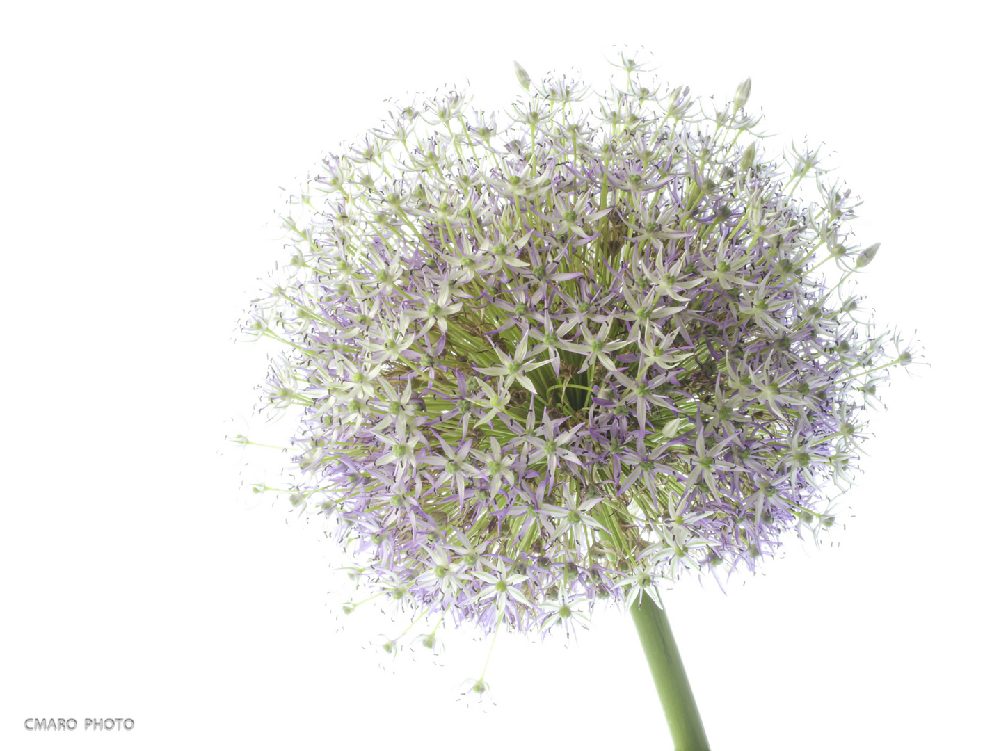Allium Foto & Bild jahreszeiten, sommer, lichtgestalten Bilder