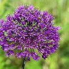 Allium