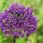 Allium