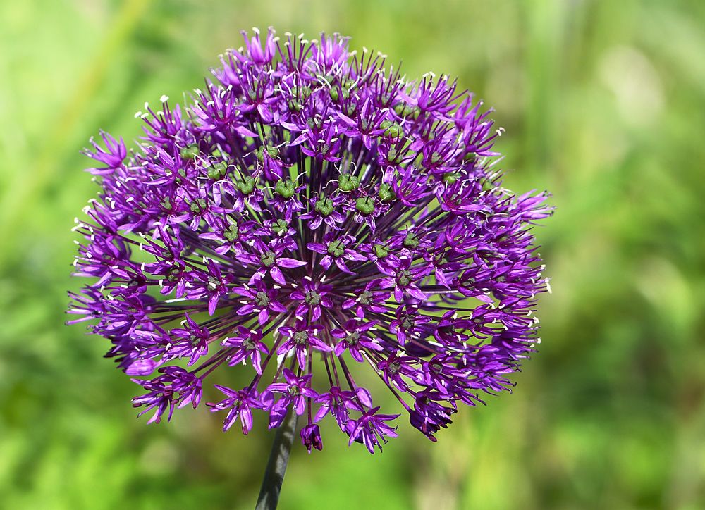 Allium