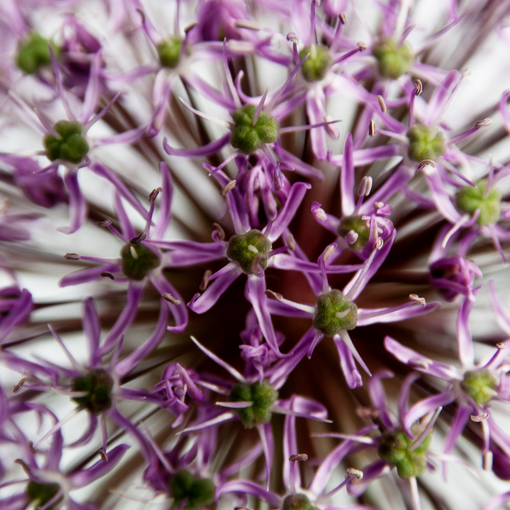 Allium von SiPe 