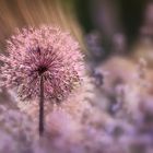 Allium