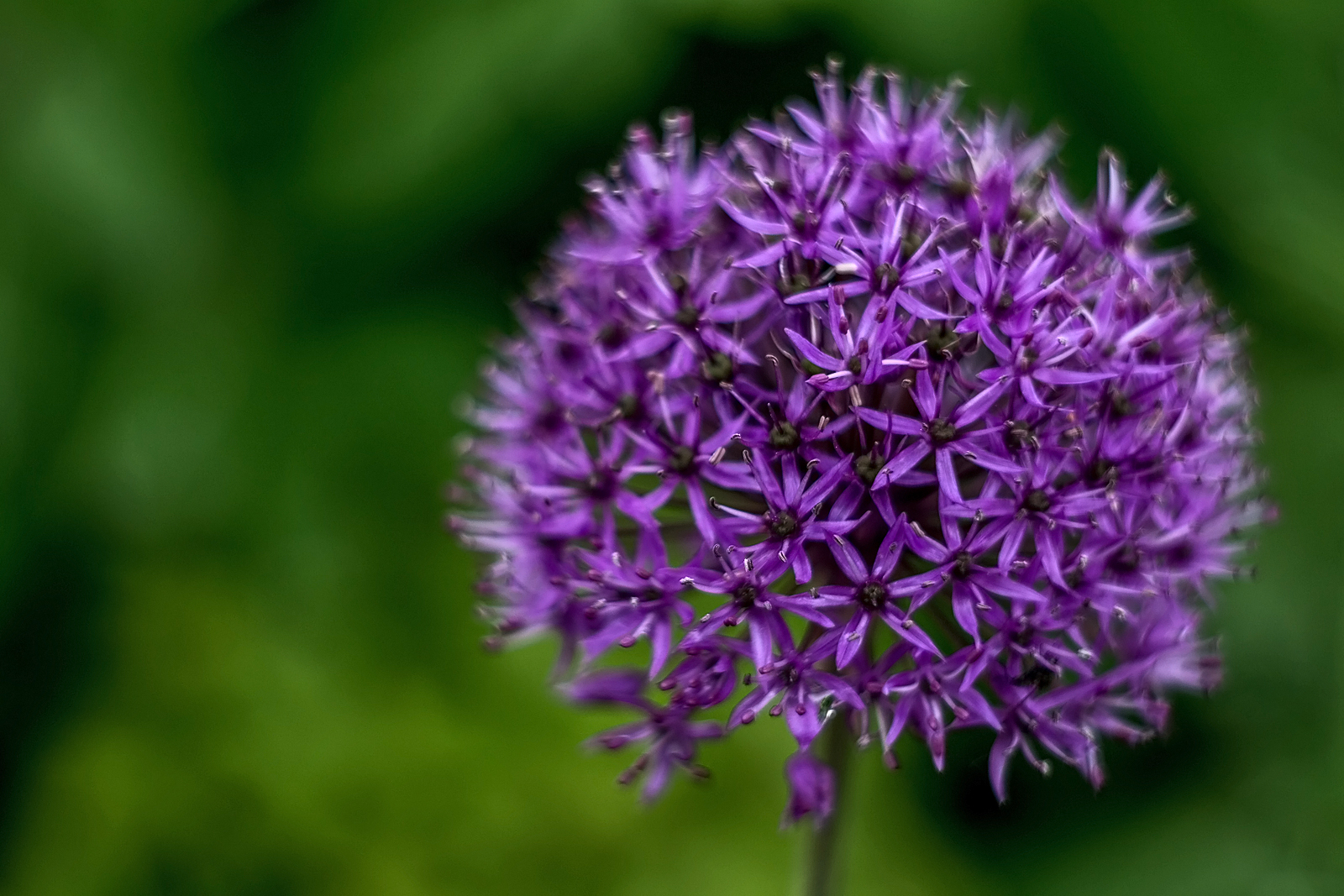 Allium