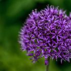 Allium