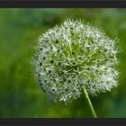 Allium