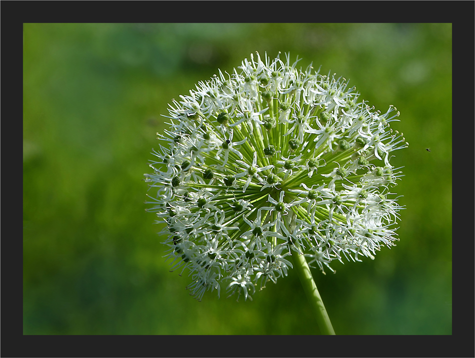 Allium