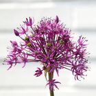 Allium