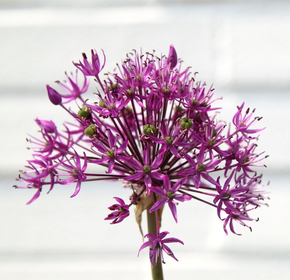 Allium