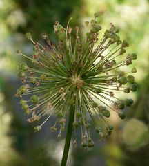 Allium