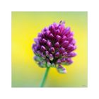 Allium