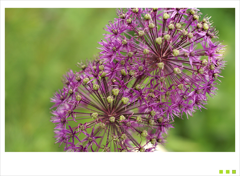 allium