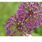 allium