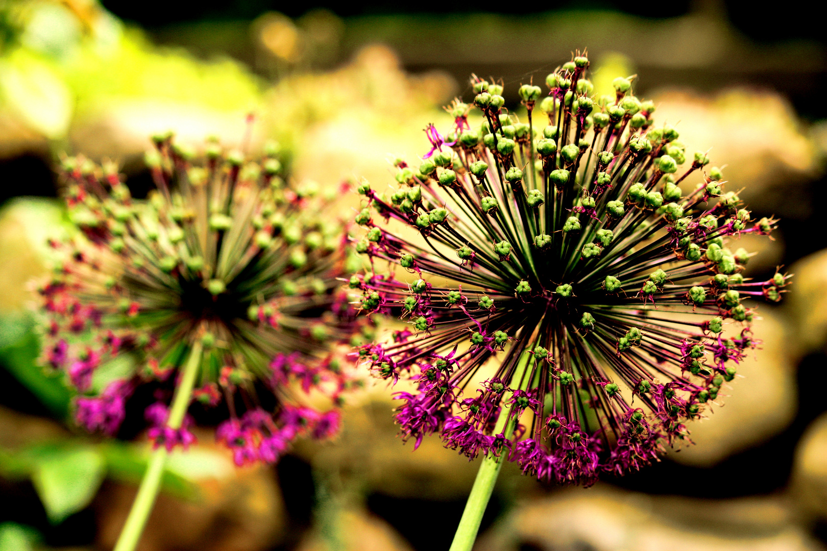 Allium