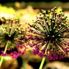 Allium